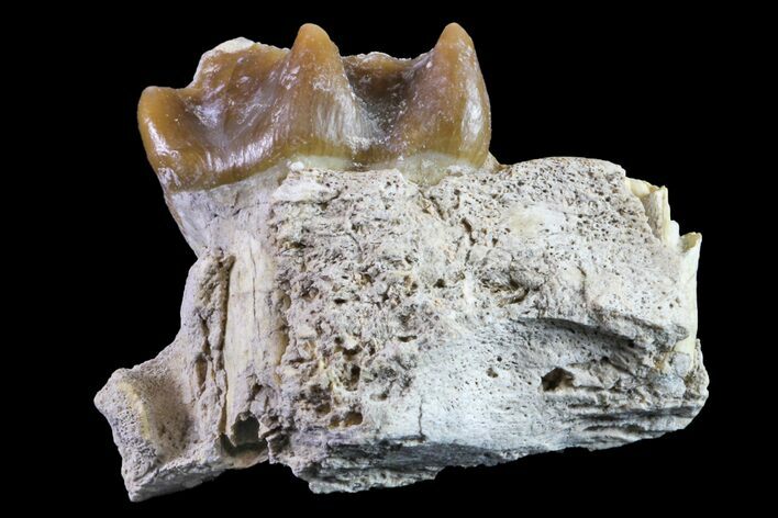 Oreodont (Merycoidodon) Jaw Section - South Dakota #157362